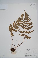 黑足鱗毛蕨藏品圖，第1張