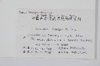 黑足鱗毛蕨藏品圖，第2張