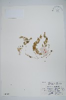 密葉卷柏藏品圖，第1張