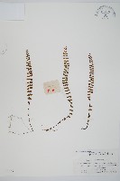 鐵角蕨藏品圖，第1張