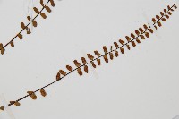 鐵角蕨藏品圖，第3張