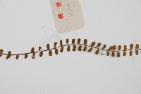 鐵角蕨藏品圖，第4張