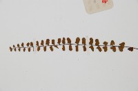 鐵角蕨藏品圖，第5張