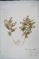 玉山卷柏藏品圖，第1張