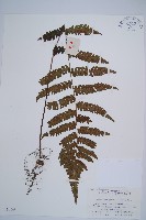 毛軸假蹄蓋蕨藏品圖，第1張