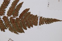 毛軸假蹄蓋蕨藏品圖，第6張