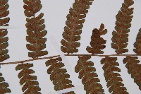 毛軸假蹄蓋蕨藏品圖，第7張