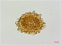 毛軸假蹄蓋蕨藏品圖，第2張