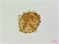 毛軸假蹄蓋蕨藏品圖，第3張