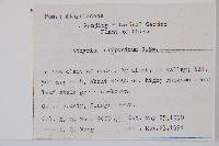 日本蹄蓋蕨藏品圖，第2張