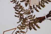 日本蹄蓋蕨藏品圖，第3張