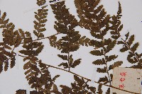 日本蹄蓋蕨藏品圖，第4張