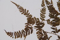 日本蹄蓋蕨藏品圖，第5張