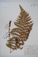 黑鱗耳蕨藏品圖，第1張