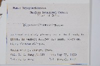 黑鱗耳蕨藏品圖，第2張