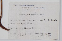 華東瘤足蕨藏品圖，第2張