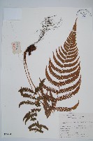 黑足鱗毛蕨藏品圖，第1張