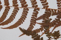 黑足鱗毛蕨藏品圖，第3張