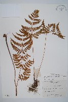 長葉鱗毛蕨藏品圖，第1張