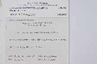 長葉鱗毛蕨藏品圖，第2張