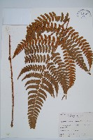 闊鱗鱗毛蕨藏品圖，第1張