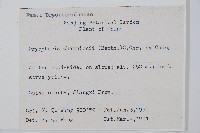 闊鱗鱗毛蕨藏品圖，第2張