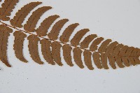 闊鱗鱗毛蕨藏品圖，第3張