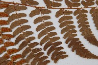 闊鱗鱗毛蕨藏品圖，第4張