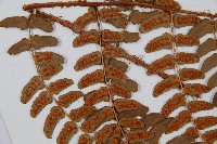 闊鱗鱗毛蕨藏品圖，第5張