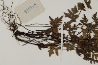 旱蕨藏品圖，第4張