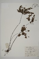 扇葉鐵線蕨藏品圖，第1張