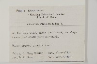 扇葉鐵線蕨藏品圖，第2張