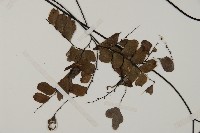 扇葉鐵線蕨藏品圖，第3張