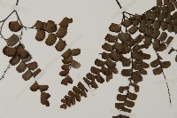 扇葉鐵線蕨藏品圖，第4張