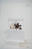華東膜蕨藏品圖，第1張