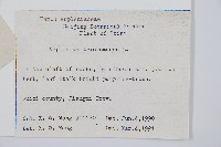 鐵角蕨藏品圖，第2張