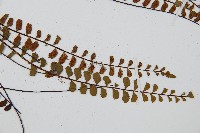 鐵角蕨藏品圖，第3張