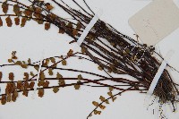 鐵角蕨藏品圖，第5張