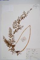 闊片鳥蕨藏品圖，第1張