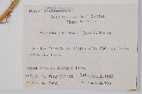 闊片鳥蕨藏品圖，第2張