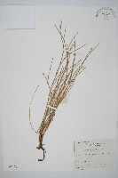 木賊藏品圖，第1張