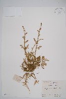 過山龍藏品圖，第1張