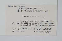 鳳尾蕨藏品圖，第2張