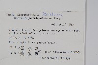 日本金粉蕨藏品圖，第2張