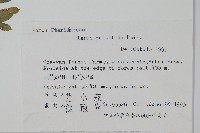 鳳尾蕨藏品圖，第2張