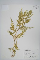 全緣卷柏藏品圖，第1張