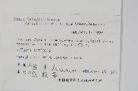 全緣卷柏藏品圖，第2張