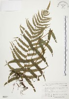 毛蕨藏品圖，第1張