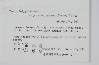 橢圓線蕨藏品圖，第2張