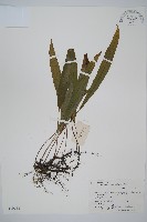 單葉雙蓋蕨藏品圖，第1張